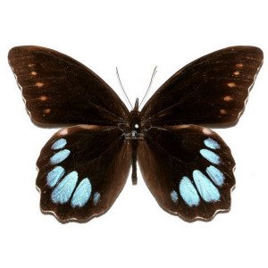 DRUCINA ZACARIASI (NEW SPECIES) DRUCINA ZACARIASI (NEW SPECIES)